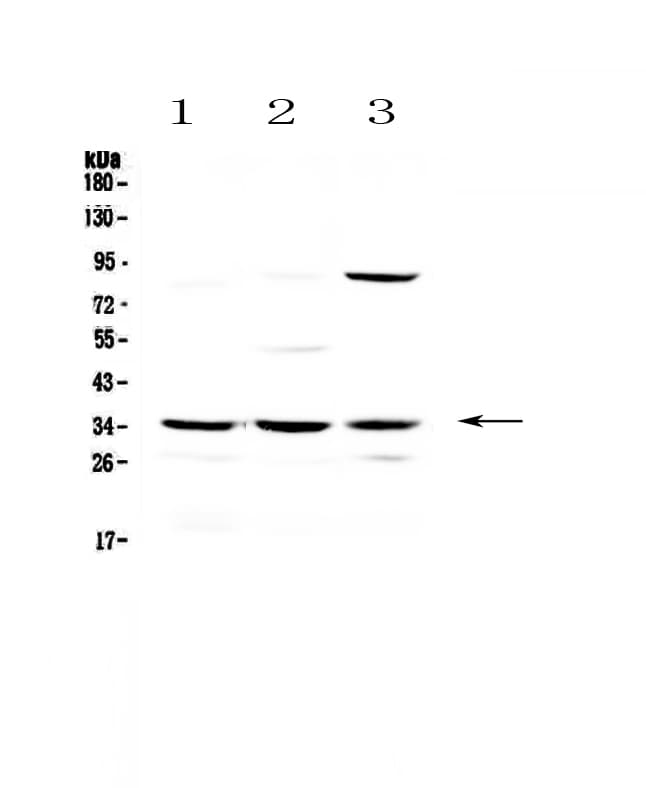 AMBP Antibody