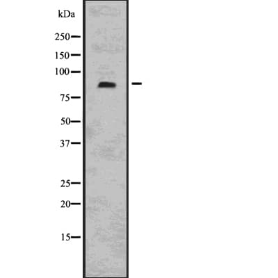 MFN1 Antibody