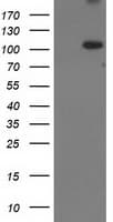 ERCC4 / XPF Antibody (clone OTI2D4)