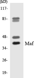 c-Maf Antibody (aa287-336)