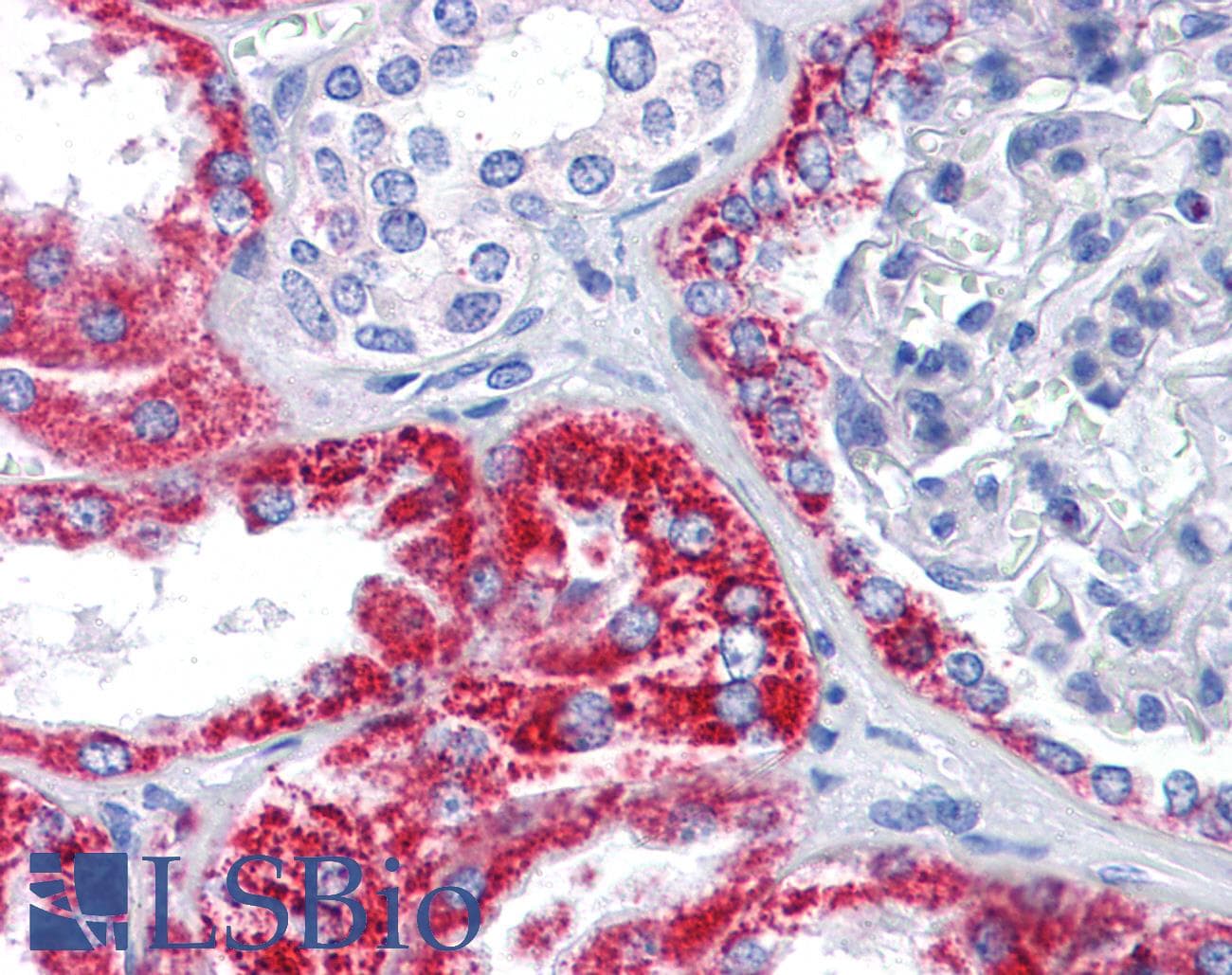 IHC-plus™ OCIAD2 Antibody