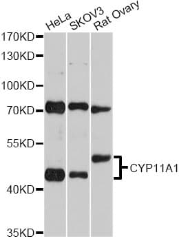 P450SCC / CYP11A1 Antibody