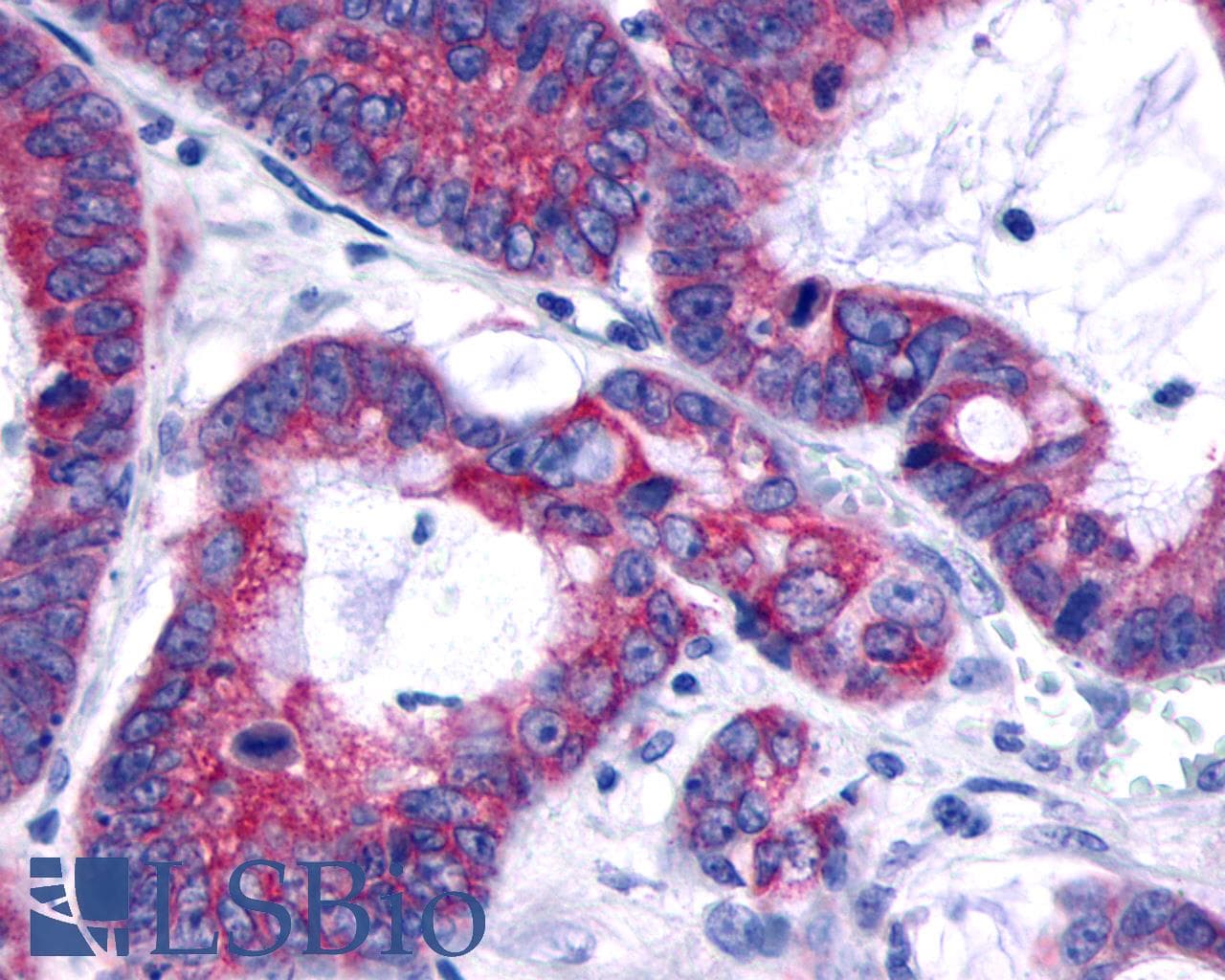 IHC-plus™ O3FAR1 / GPR120 Antibody (C-Terminus)