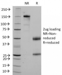 CD36 Antibody (clone 1A7)