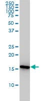 Monoclonal Mouse anti-Human PPIA / Cyclophilin A Antibody (clone 1F4-1B5, WB)