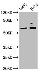 GABRA4 Antibody (aa36-258)