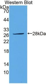 MAPK3 / ERK1 Antibody