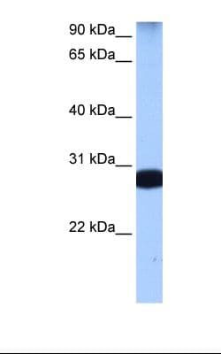 STAU1 / Staufen Antibody (aa201-250)