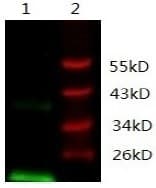 VEGFA / VEGF Antibody (clone A7-E11-G2, Preservative Free)