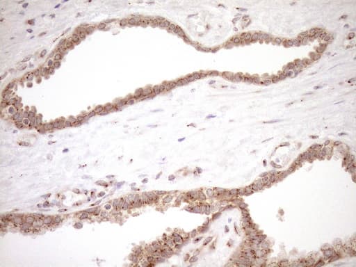 TRIM56 Antibody (aa311-554, clone OTI5A1, Carrier-free)