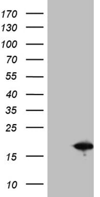 SH3BGRL Antibody (clone OTI2H5)