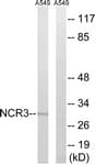 NKP30 Antibody (aa104-153)