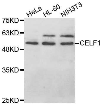 CELF1 / CUGBP1 Antibody