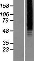 Human PAPD7 / TRF4-1 Protein (Over-Expression Lysate Myc-DDK (Flag))