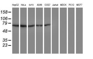DTNB / Dystrobrevin Beta Antibody (clone OTI2E3, Carrier-free)