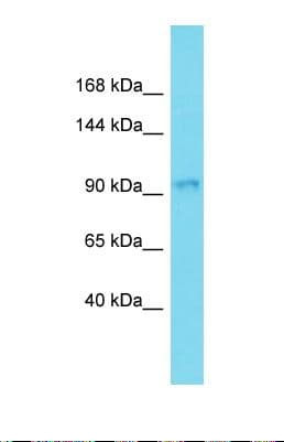 ARHGAP33 / SNX26 Antibody (aa741-790)