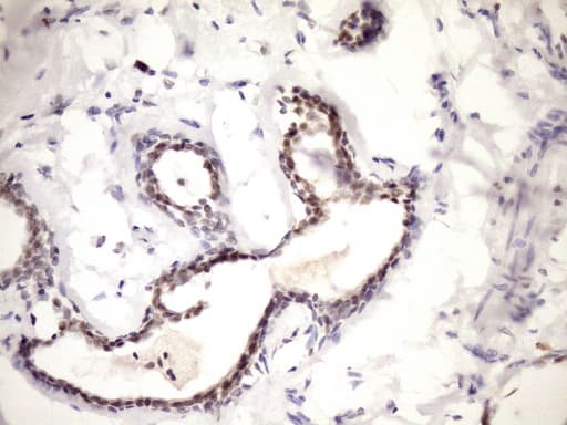 Monoclonal Mouse anti-Human WTAP Antibody (clone OTI12G6, aa2-106, IHC, WB)