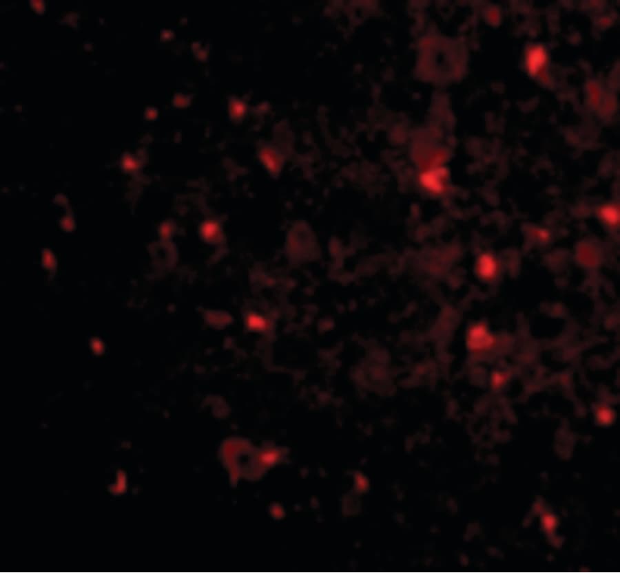 IHC-plus™ RTN4 / Nogo Antibody