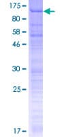 Human EDAG / HEMGN Protein (Recombinant GST)