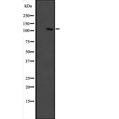 GRIP1 Antibody