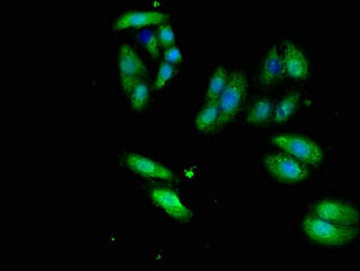 ERVWE1 / HERV / Syncytin Antibody