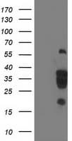 LENG1 Antibody (clone OTI10A7)