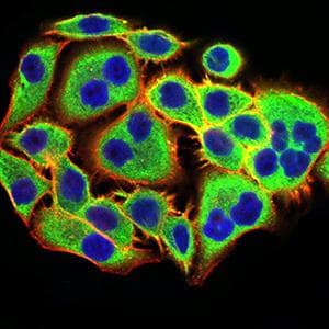 PGRMC1 / MPR Antibody (clone 6F9A1)