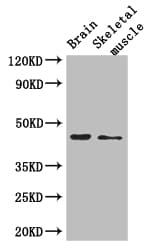 SHREW-1 / AJAP1 Antibody