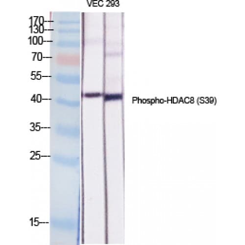 HDAC8 Antibody (20-100 aa)