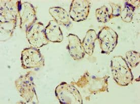 Polyclonal Rabbit anti-Human DFNA5 Antibody (aa1-260, IHC, WB)