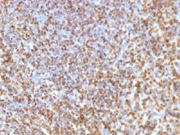 LGALS13 / Galectin 13 Antibody (clone PP13/1161, Azide-free, BSA-free)