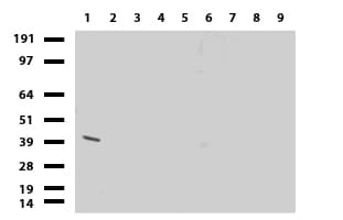 Monoclonal Mouse anti-Human HAO1 Antibody (clone UMAB117, Carrier-free, IHC, WB)