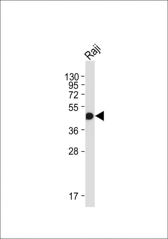 Monoclonal Mouse anti-Human HLA-F Antibody (clone 2010CT523.67.51, WB)