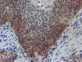 ZNF365 Antibody (clone OTI1B7)