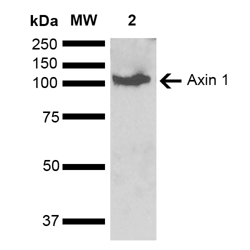 AXIN1 / Axin-1 Antibody (Biotin)