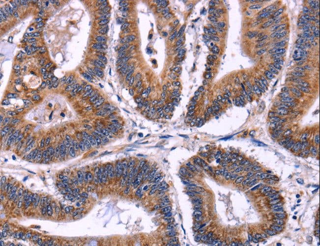 SIGLEC5 / CD170 Antibody