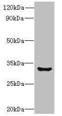 CLEC1A / CLEC-1 Antibody