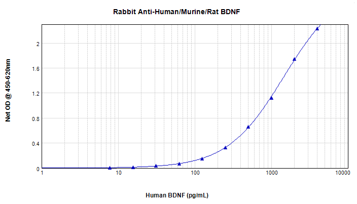 Polyclonal Rabbit anti-Human BDNF Antibody (WB)
