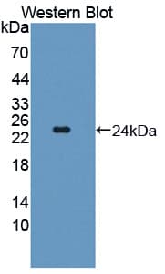 TSG / TWSG1 Antibody (aa26-223)