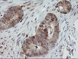 MRPS34 Antibody (clone OTI1H2)