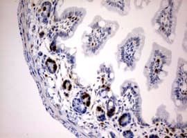 BrdU Antibody (clone 4G7)