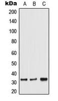 TRA2A Antibody (C-Terminus)