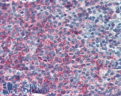 IHC-plus™ CD45RA Antibody (clone BHKG-2)