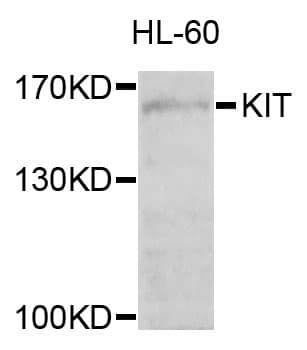c-Kit / CD117 Antibody