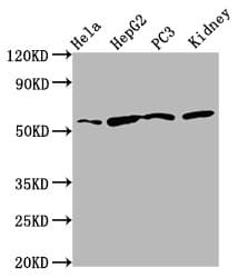 Polyclonal Rabbit anti-Human TTI2 / C8orf41 Antibody (IHC, IF, WB)