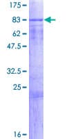 Human SPATA2 Protein (Recombinant GST)