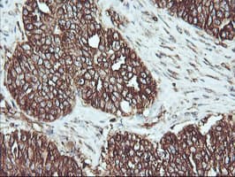 ATG3 Antibody (clone OTI3H2)