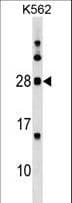 MOG Antibody (aa82-109)
