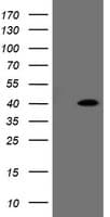 FAM164A / CGI-62 Antibody (clone OTI2D1, Carrier-free)