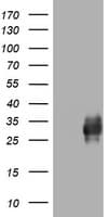 CD99 Antibody (clone OTI1A4)